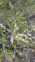 Spiraea aquilegifolia