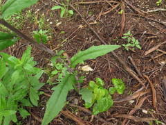 Borodinia canadensis