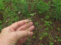Borodinia canadensis