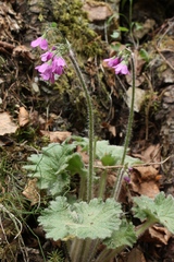 Primula matthioli