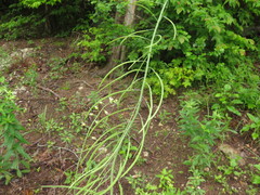Borodinia canadensis