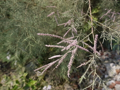 Tamarix indica