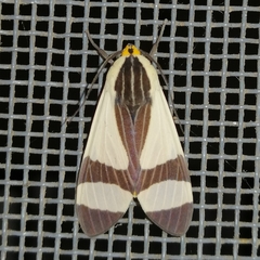Pryteria alboatra