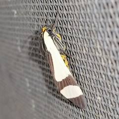 Pryteria alboatra