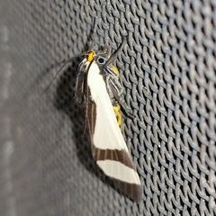 Pryteria alboatra