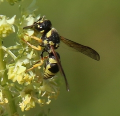 Ancistrocerus auctus