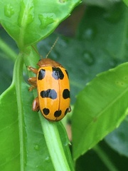 Podontia affinis