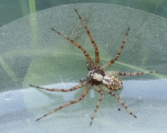 Philodromus cespitum