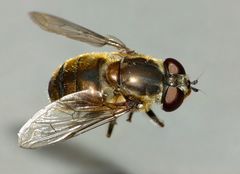 Helophilus ineptus