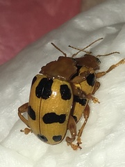 Podontia affinis