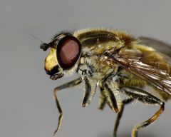 Helophilus ineptus