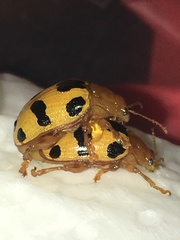 Podontia affinis
