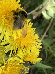 Bombus semenoviellus