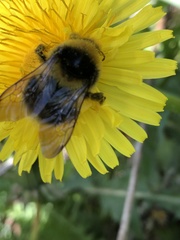 Bombus semenoviellus