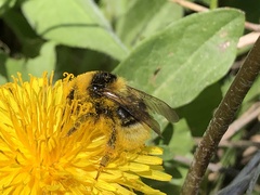 Bombus semenoviellus