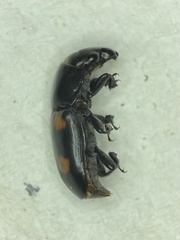 Glischrochilus obtusus