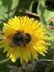 Bombus semenoviellus