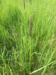 Alopecurus geniculatus