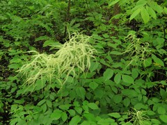 Aruncus dioicus pubescens