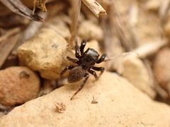 Euophrys herbigrada