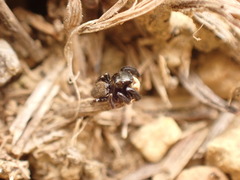Euophrys herbigrada