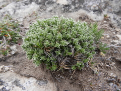 Arenaria erinacea