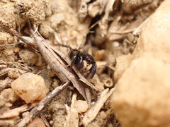 Euophrys herbigrada