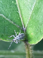 Cyphicerini