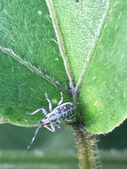 Cyphicerini