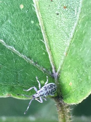 Cyphicerini