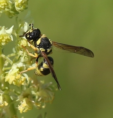Ancistrocerus auctus
