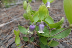 Clematis viticaulis