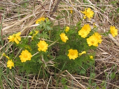Adonis apennina
