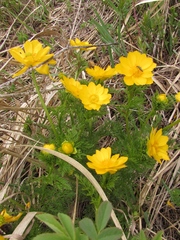 Adonis apennina