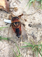 Thopha saccata
