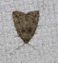 Tolpia conscitulana