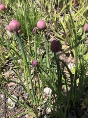 Allium schoenoprasum