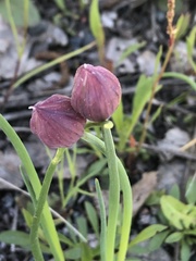 Allium schoenoprasum