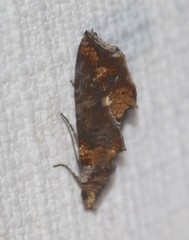 Plusiodonta arctipennis