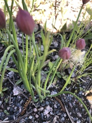 Allium schoenoprasum