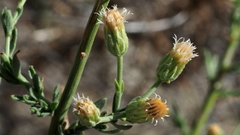 Baccharis brachyphylla