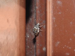 Penthobruchus germaini