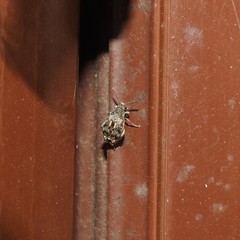 Penthobruchus germaini