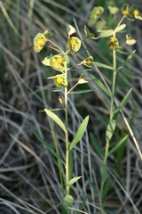Euphorbia microcarpa