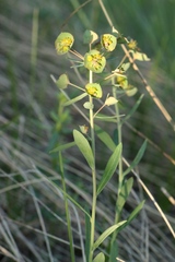Euphorbia microcarpa