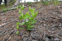 Clematis viticaulis