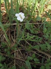 Cardamine trifida