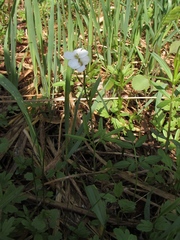 Cardamine trifida