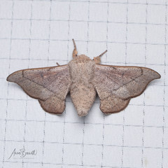 Cicinnus melsheimeri