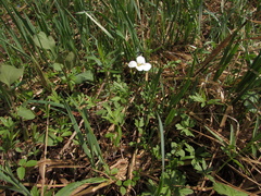 Cardamine trifida